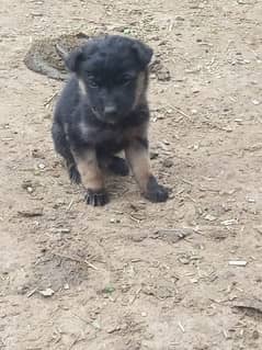 German Shepherd double code : No 03006054043