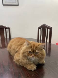 Persian cat , male