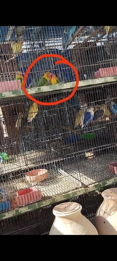 Bonded pair ready to breed green opaline split blue opline lovebird