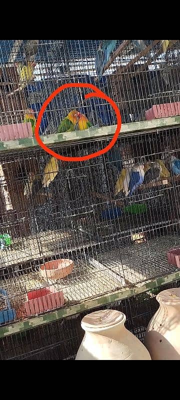 Bonded pair ready to breed green opaline split blue opline lovebird 0