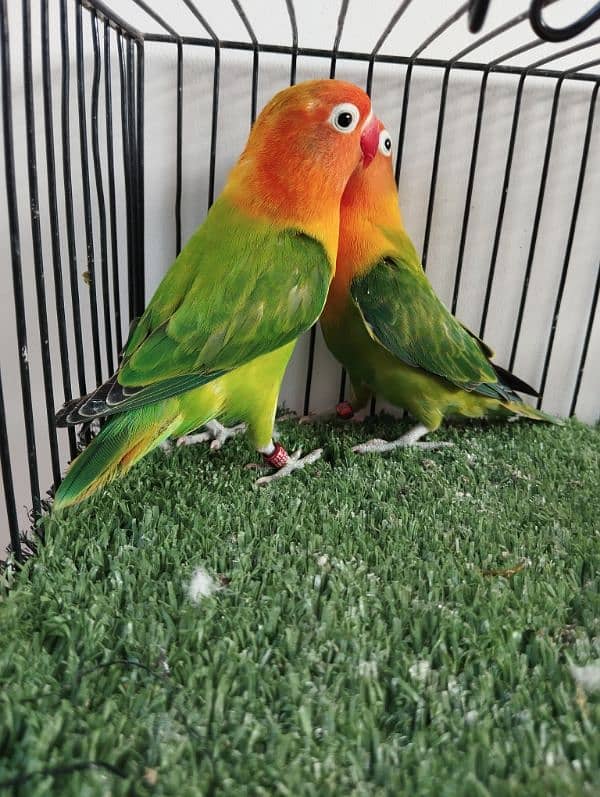 Bonded pair ready to breed green opaline split blue opline lovebird 1