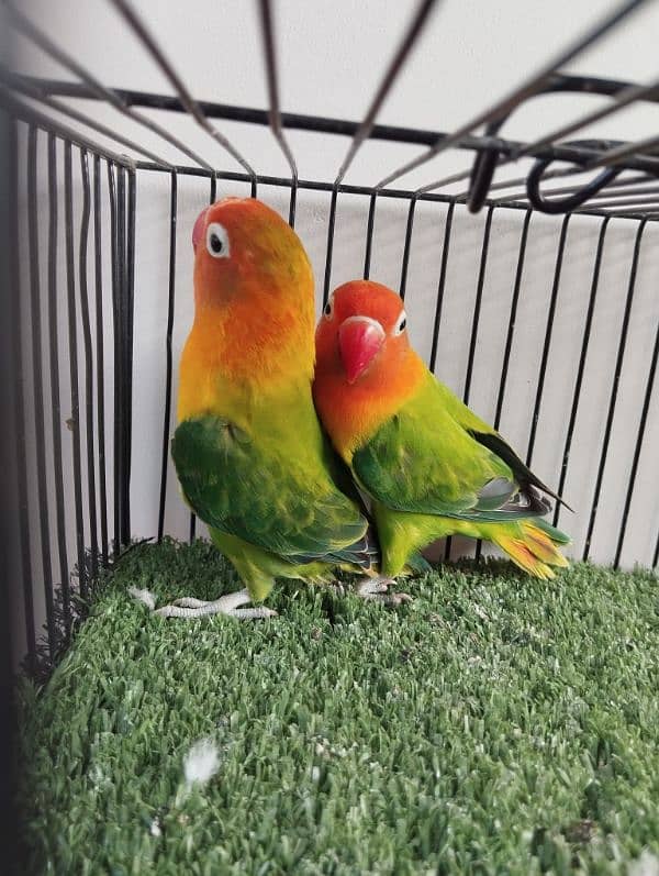 Bonded pair ready to breed green opaline split blue opline lovebird 2