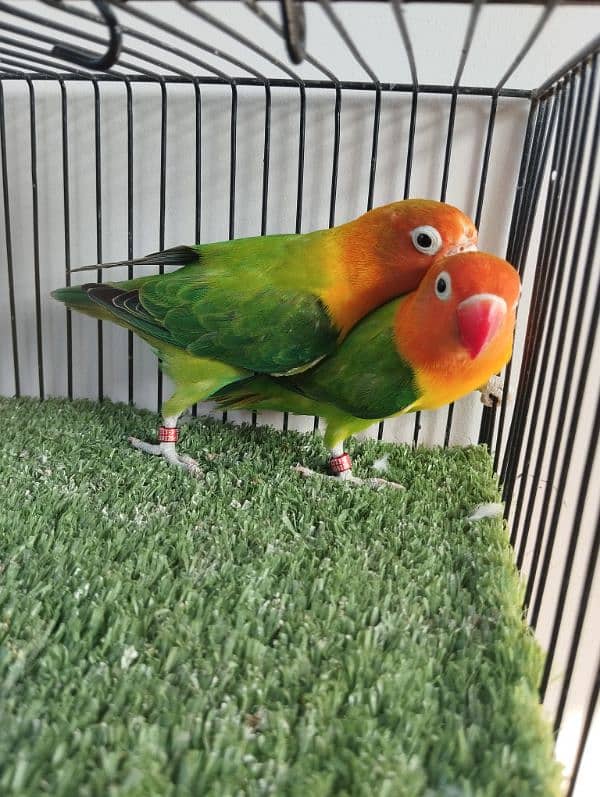 Bonded pair ready to breed green opaline split blue opline lovebird 3