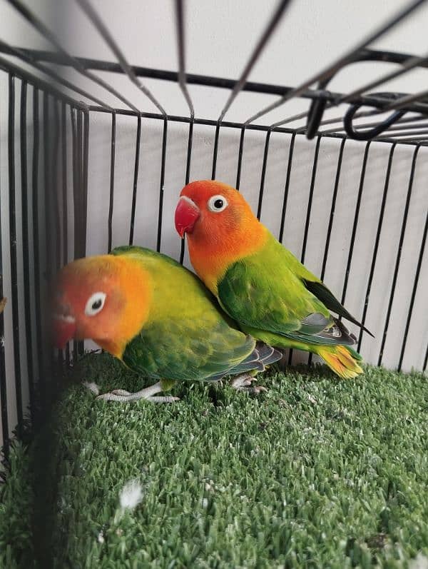 Bonded pair ready to breed green opaline split blue opline lovebird 4