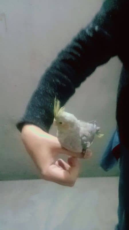 tame cockatiel female 1