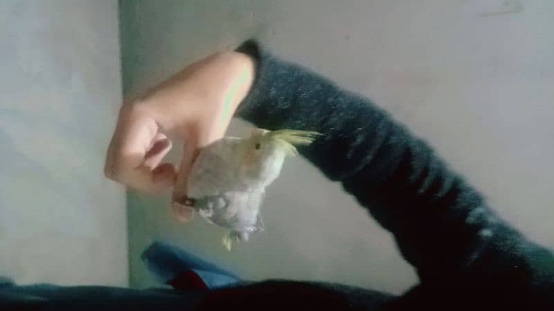 tame cockatiel female 2