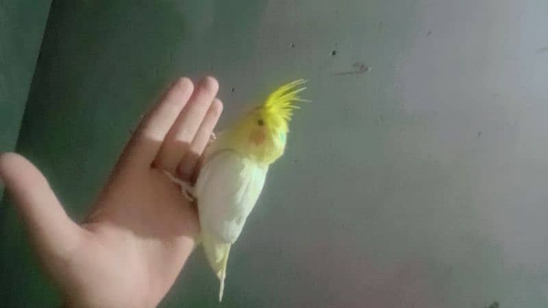 tame cockatiel female 3