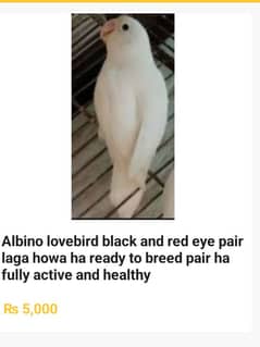 albino Red eyes and black eyes pair laga howa ha