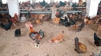 Golden Misri hens | eggs laying hens | Misri murghi | starter hens