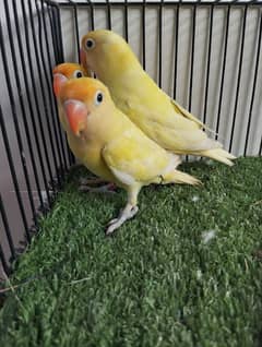 Ready to breed decino not split ino red eye lovebird parrot fisher