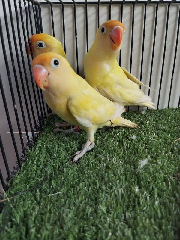 Ready to breed decino not split ino red eye lovebird parrot fisher 1