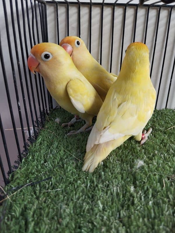 Ready to breed decino not split ino red eye lovebird parrot fisher 2