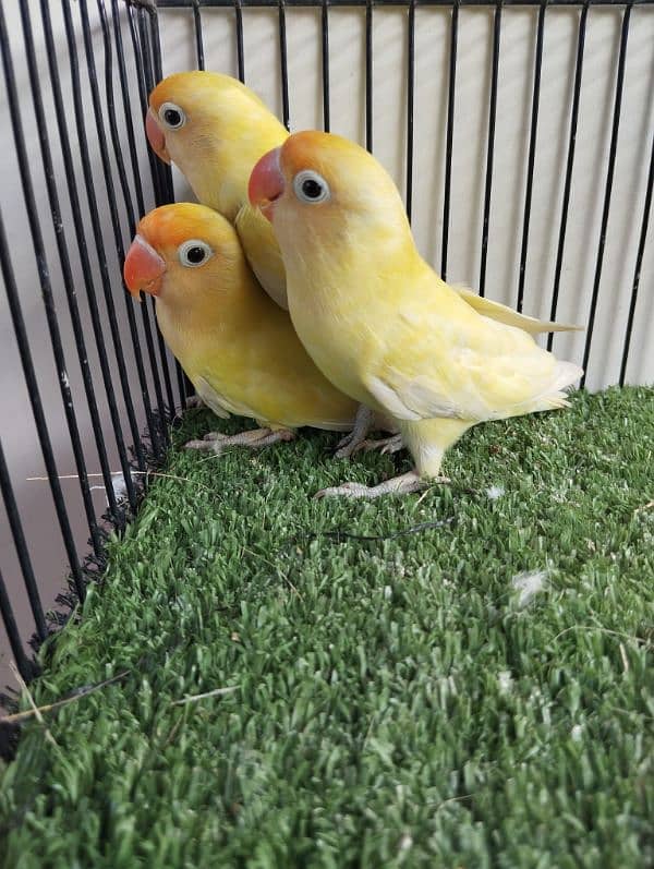 Ready to breed decino not split ino red eye lovebird parrot fisher 3