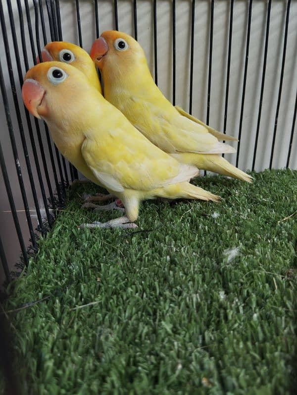 Ready to breed decino not split ino red eye lovebird parrot fisher 4