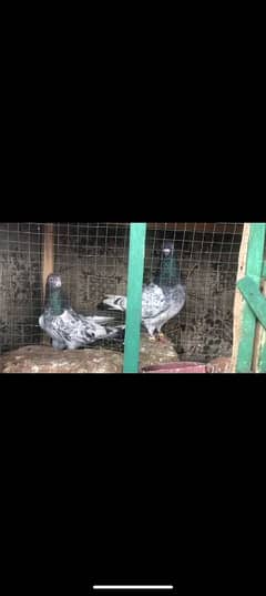 Aseel breeder pair