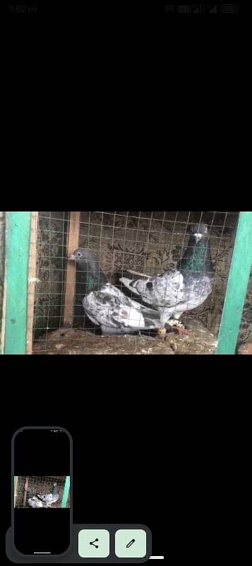 Aseel breeder pair 4