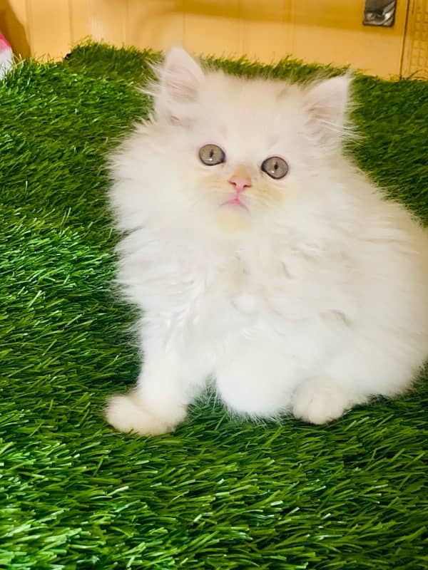 Persian kitten 0