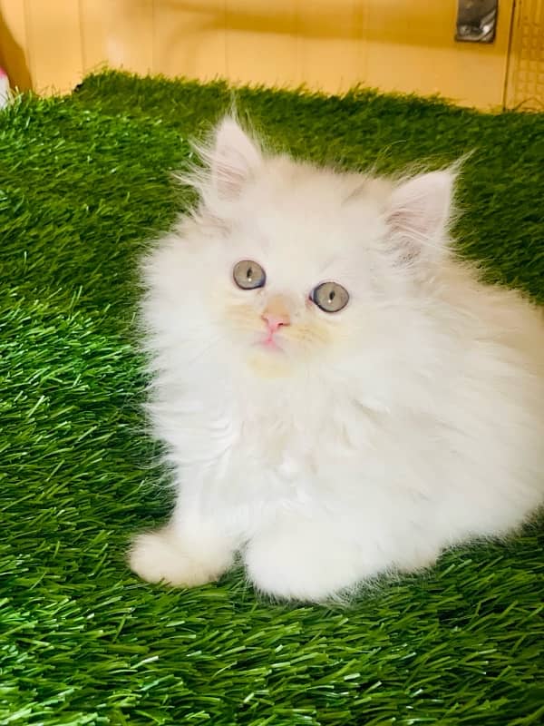 Persian kitten 1