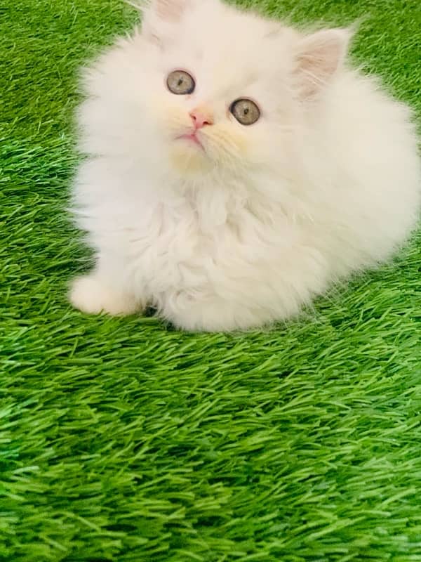 Persian kitten 2