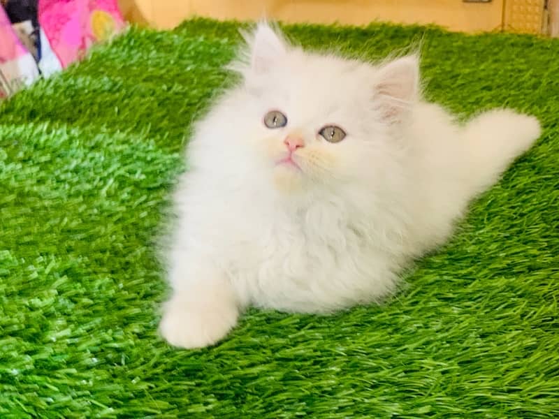 Persian kitten 3