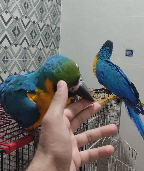 Talking Macaw Parrot Pair 1