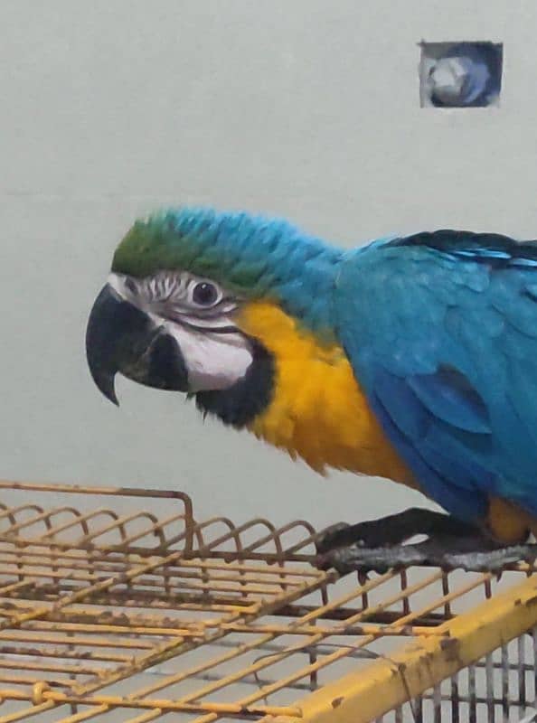 Talking Macaw Parrot Pair 2