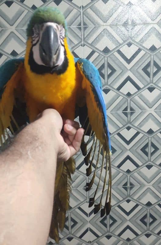 Talking Macaw Parrot Pair 4