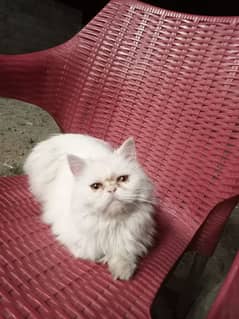 Persian female cat