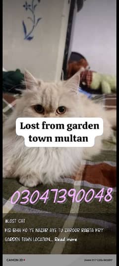 THIS FEMALE CAT IS MISSING