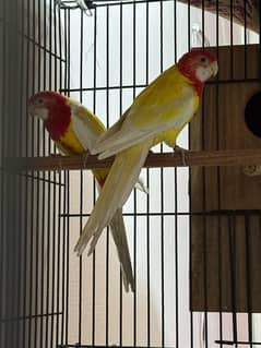 Latino rosella breeder pair All ok