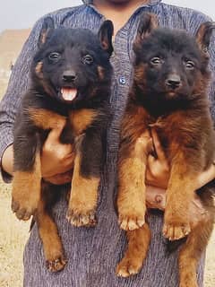 garman shaft dog  / GSD pup / german shepherd /