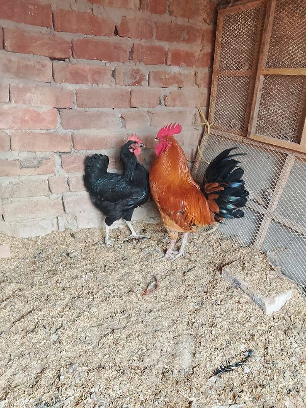 Desi murg  murgi Andy dye rhi ha 0