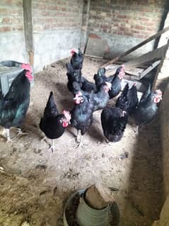 Australorp egg laying female foresale per pic 3200