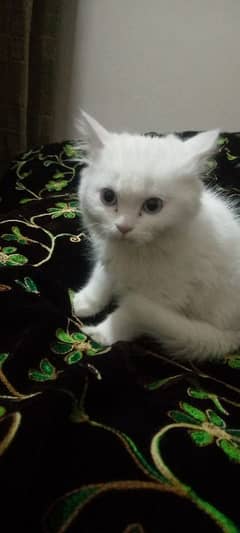 cute little Persian kitten with blue eyes