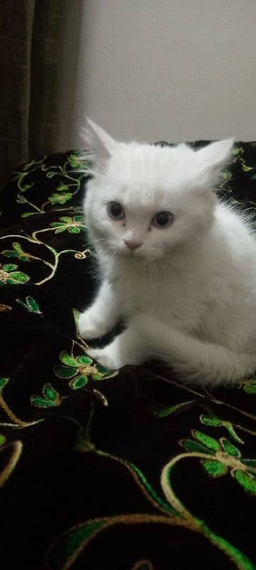 cute little Persian kitten with blue eyes 0