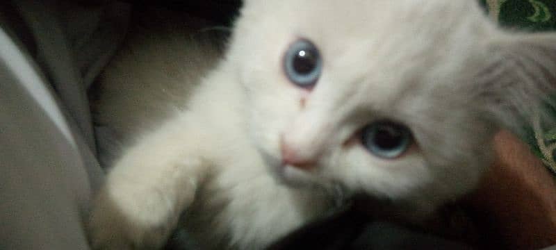 cute little Persian kitten with blue eyes 2