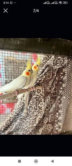 Love birds and cocatail available urgent sale