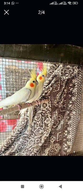 Love birds and cocatail available urgent sale 0