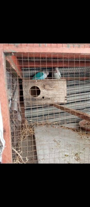 Love birds and cocatail available urgent sale 5