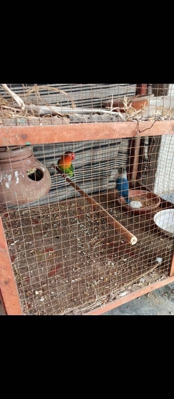 Love birds and cocatail available urgent sale 6