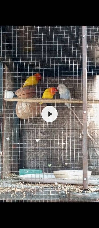 Love birds and cocatail available urgent sale 7