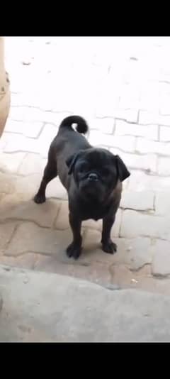 pug male