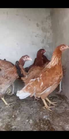 dasi hens