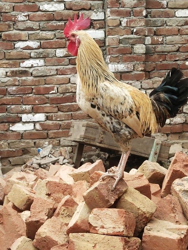 desi chicken 7 month old 0