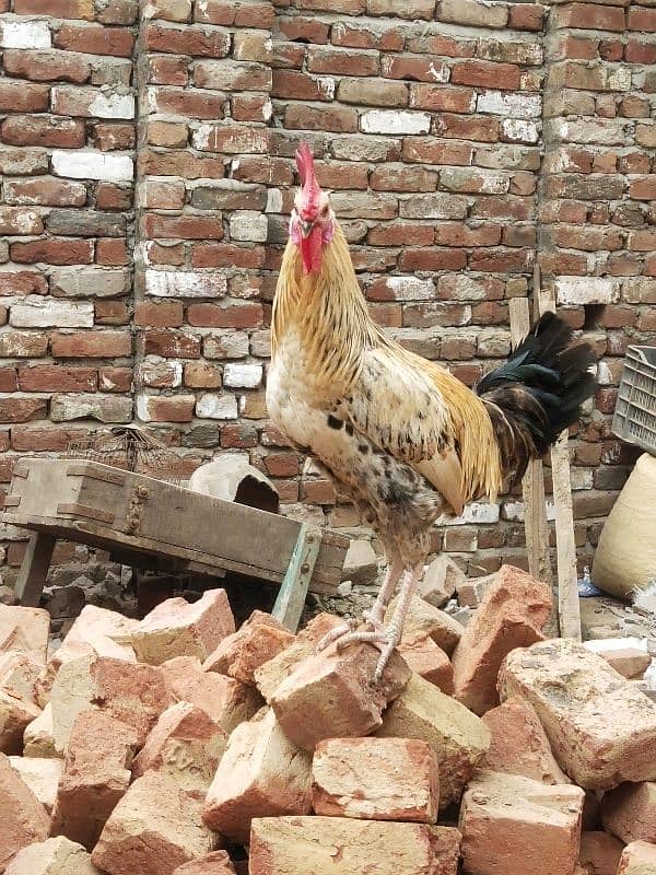 desi chicken 7 month old 1