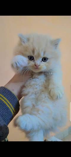 Persian triple coated kittens with simple and odd eyes