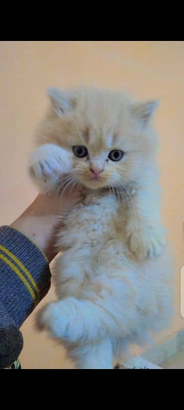 Persian triple coated kittens with simple and odd eyes 0