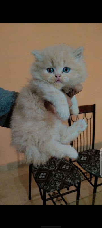 Persian triple coated kittens with simple and odd eyes 5