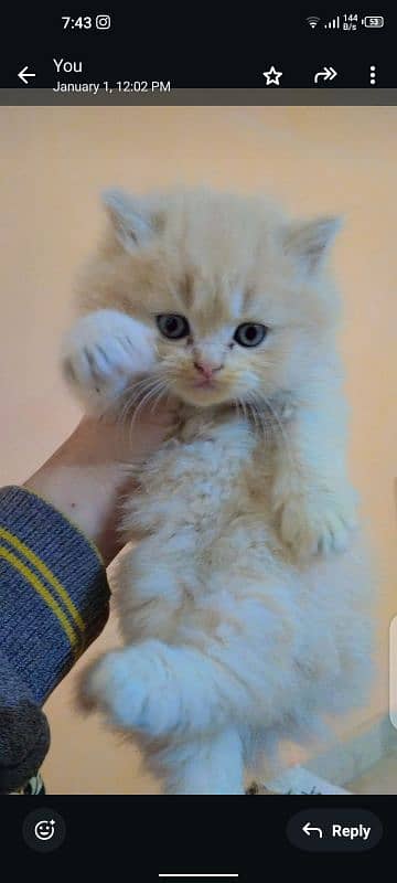 Persian triple coated kittens with simple and odd eyes 6