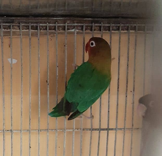 love bird green fishery Latino black marks Orange head 0